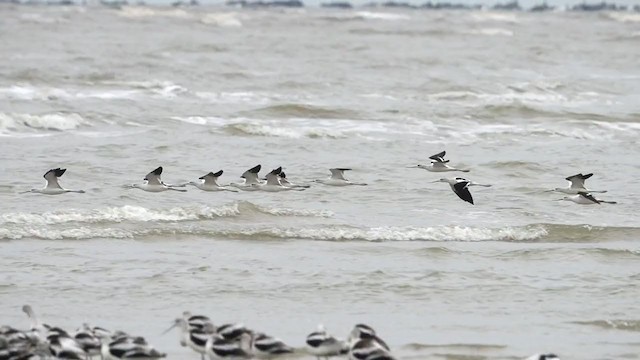 American Avocet - ML301982061