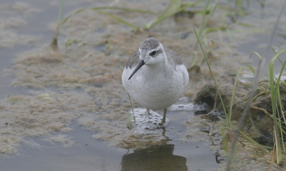 hvithalesvømmesnipe - ML30198341