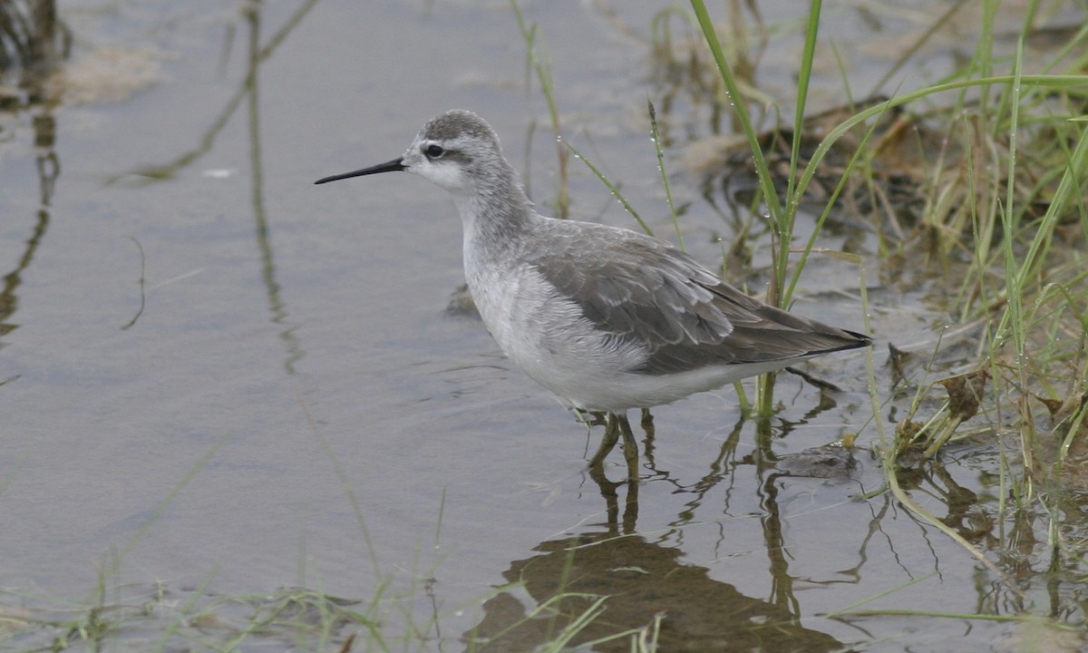 hvithalesvømmesnipe - ML30198351