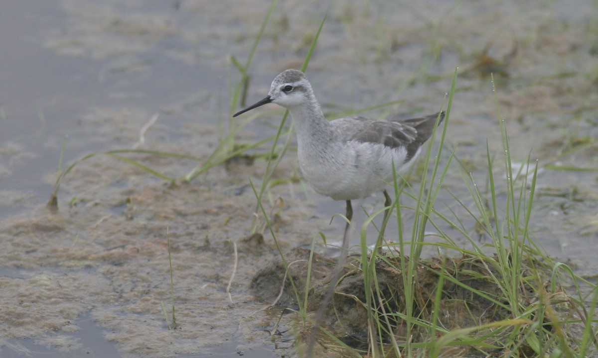 Phalarope de Wilson - ML30198371