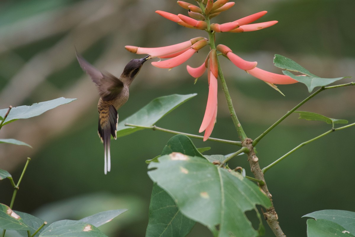 Long-billed Hermit - ML301984281