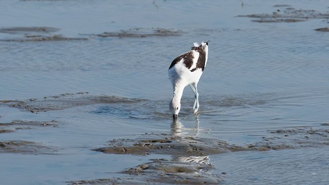 American Avocet - ML301985241