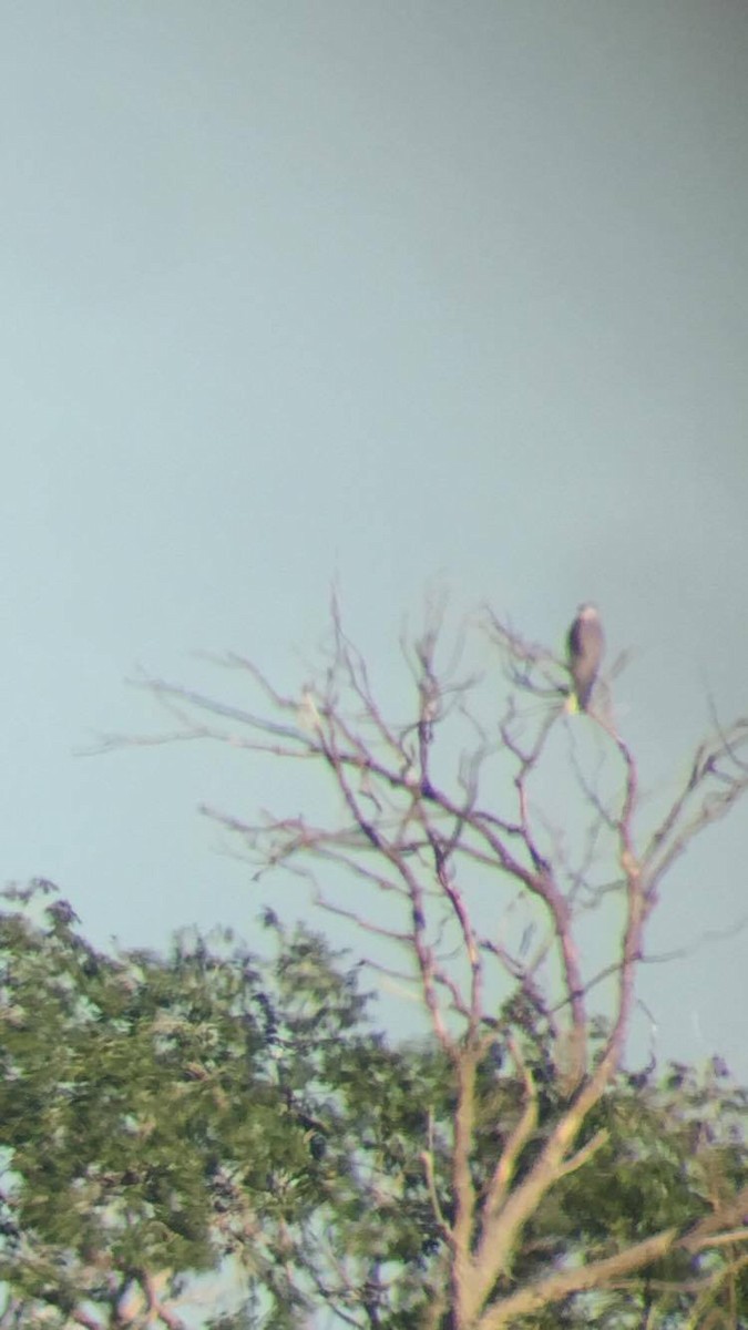 White-tailed Kite - ML30198591