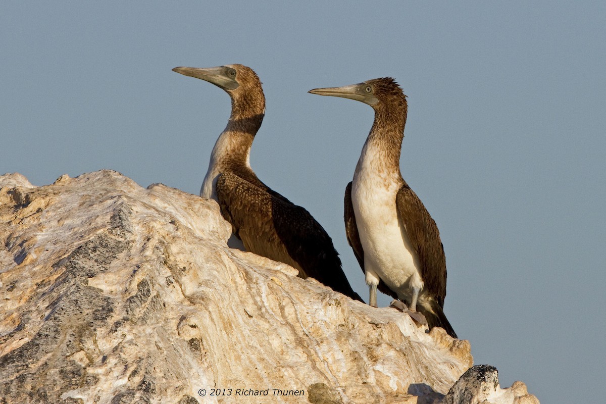 Blue-footed Booby - ML301985911