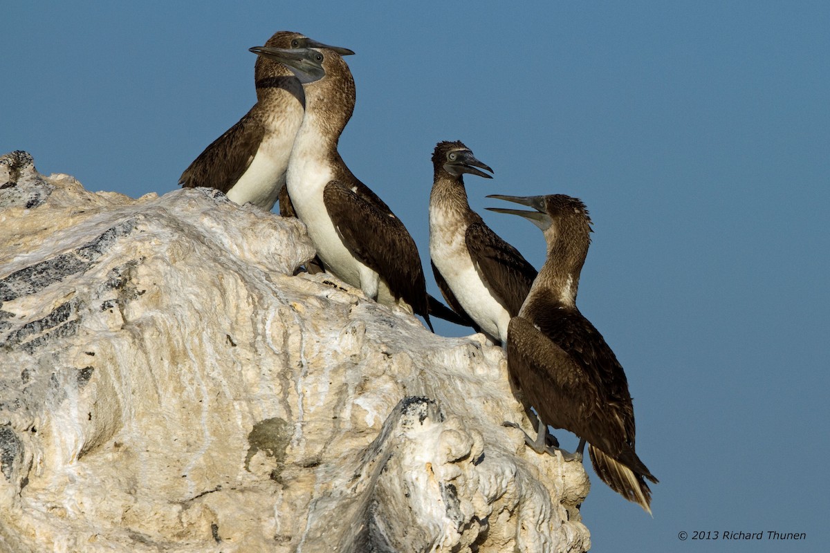 Blue-footed Booby - ML301985931