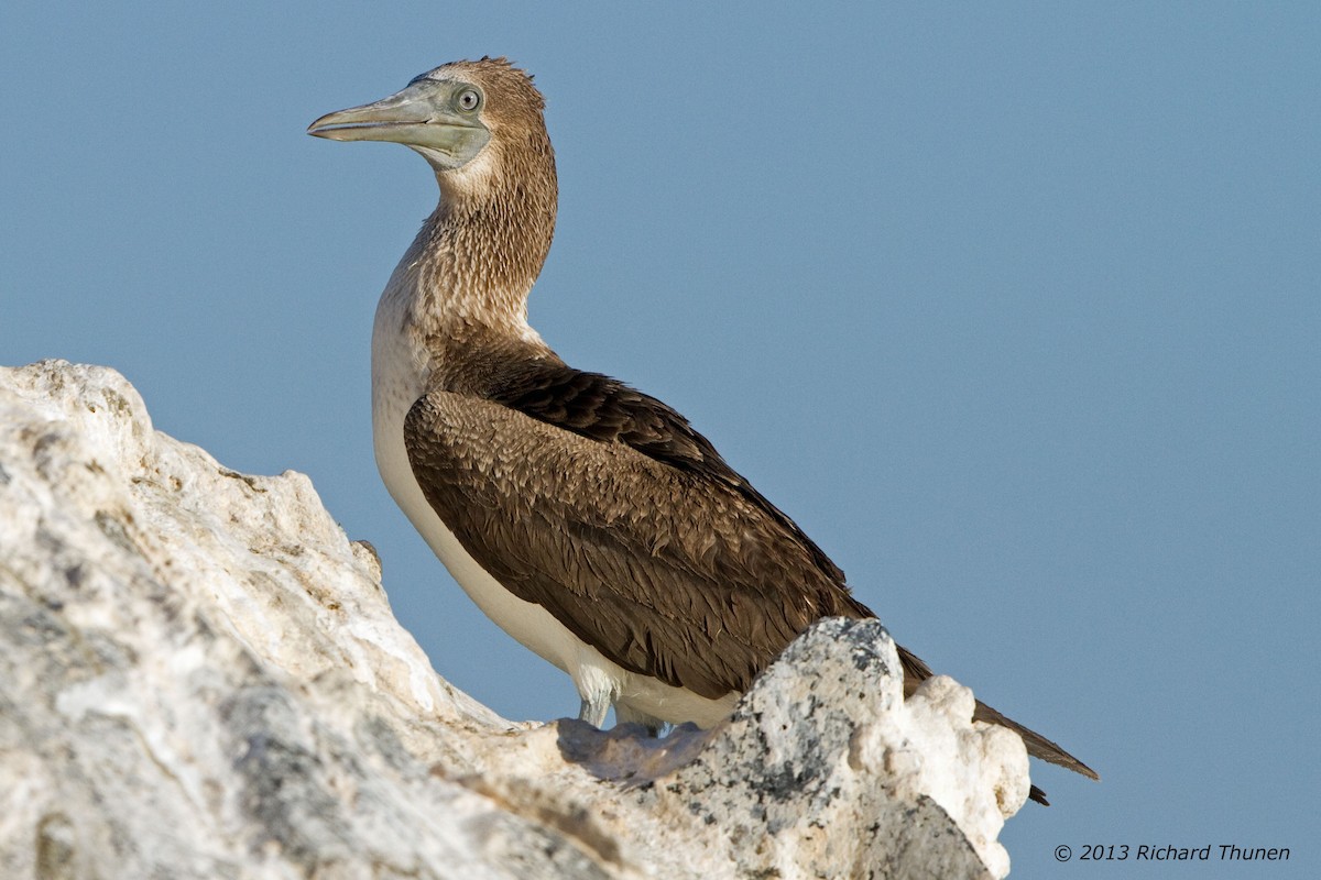 Blue-footed Booby - ML301985961