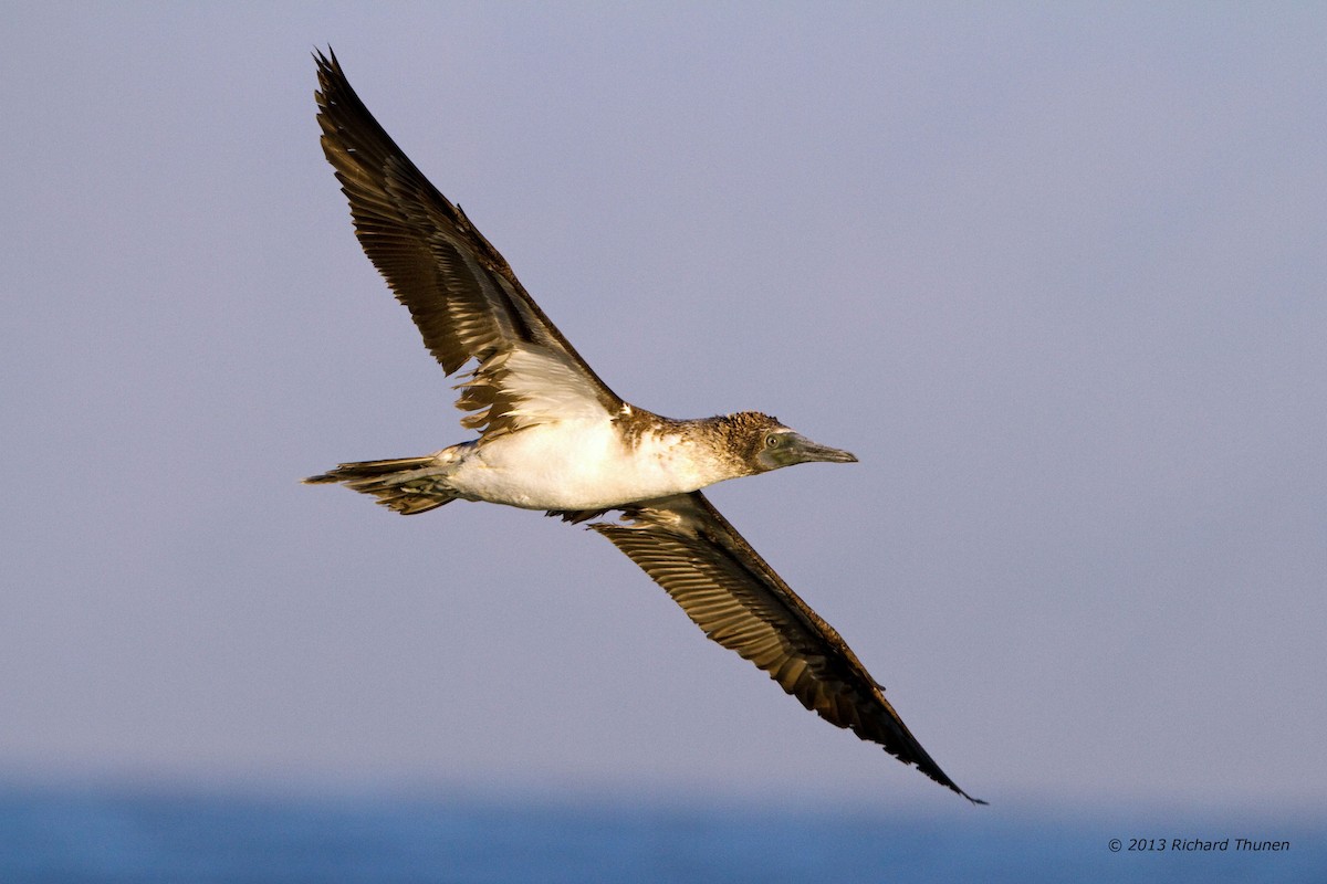 Blue-footed Booby - ML301985981