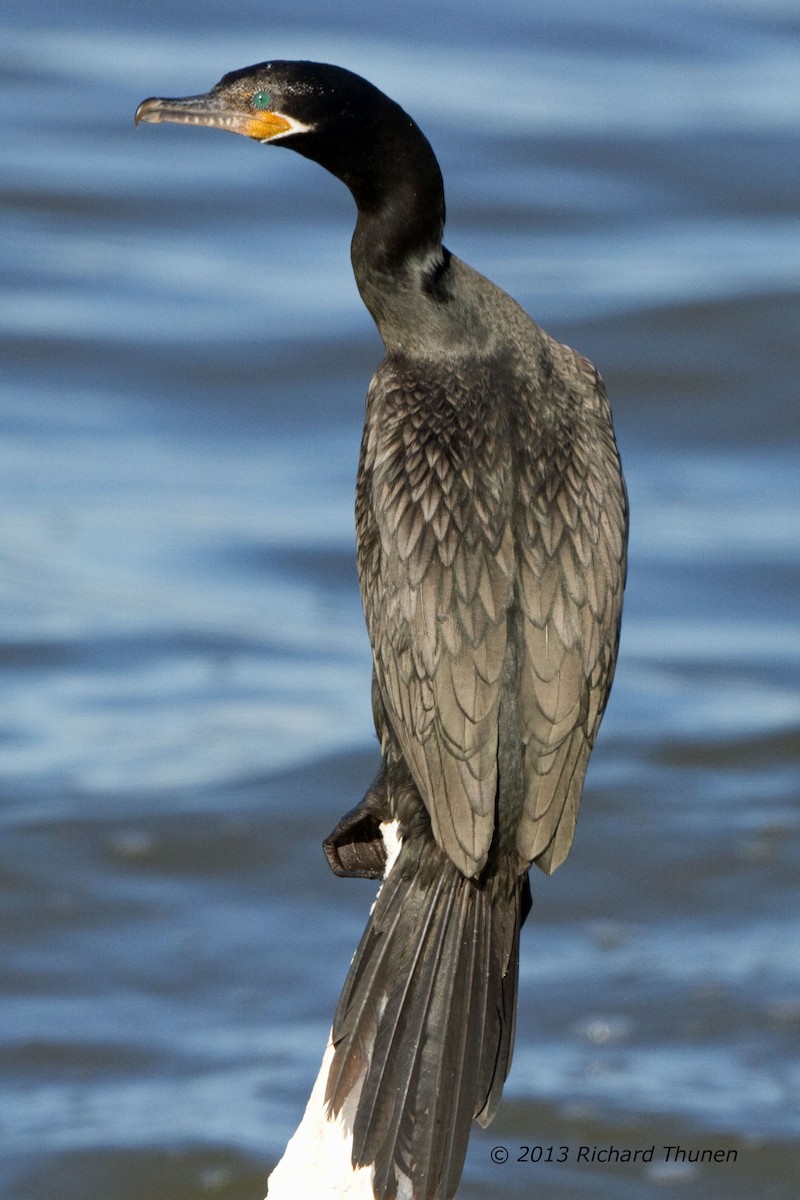 Double-crested Cormorant - ML301986131