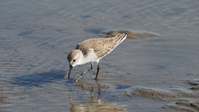 Western Sandpiper - ML301986161