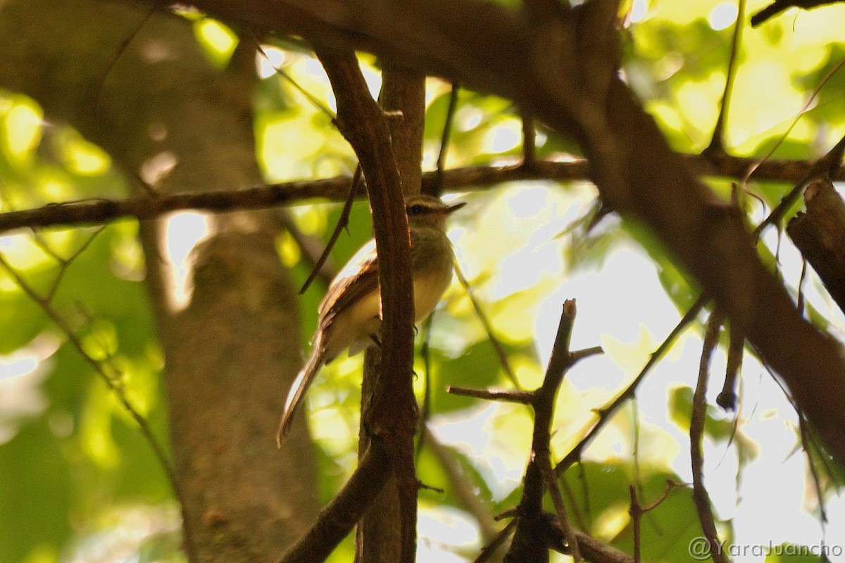 Fuscous Flycatcher - ML301987021