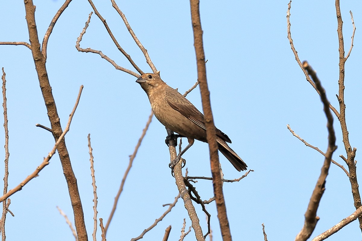 Braunkopf-Kuhstärling - ML30198751