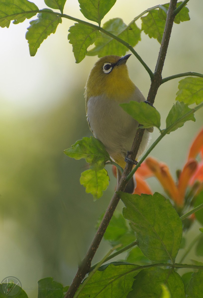 Indian White-eye - ML301987551