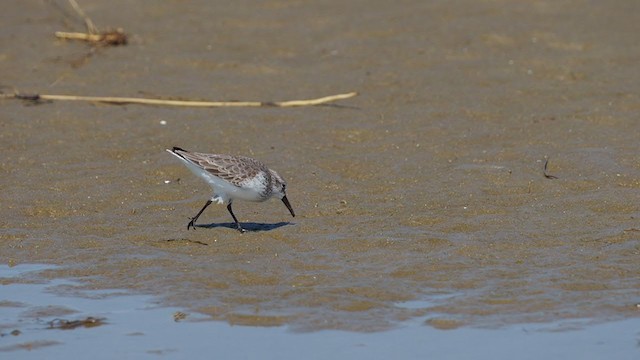 Western Sandpiper - ML301987631