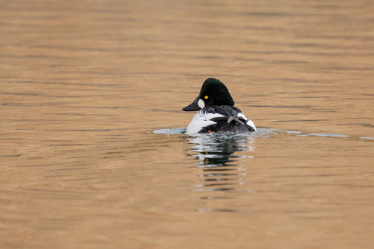 Common Goldeneye - ML301988841