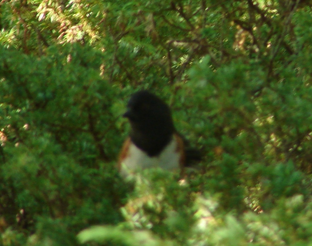 Eastern Towhee - ML30198931