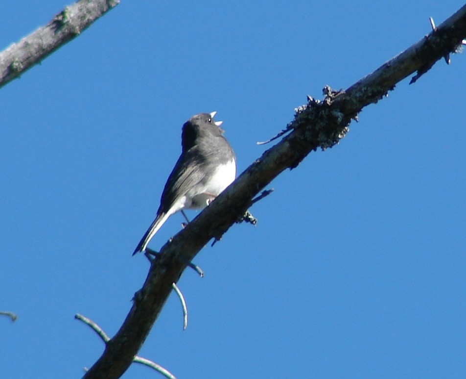 Dark-eyed Junco - ML30198951