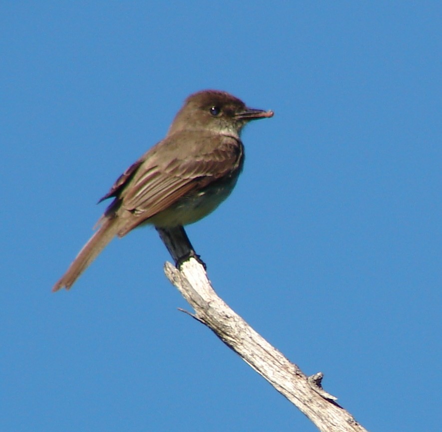 Eastern Phoebe - ML30199001