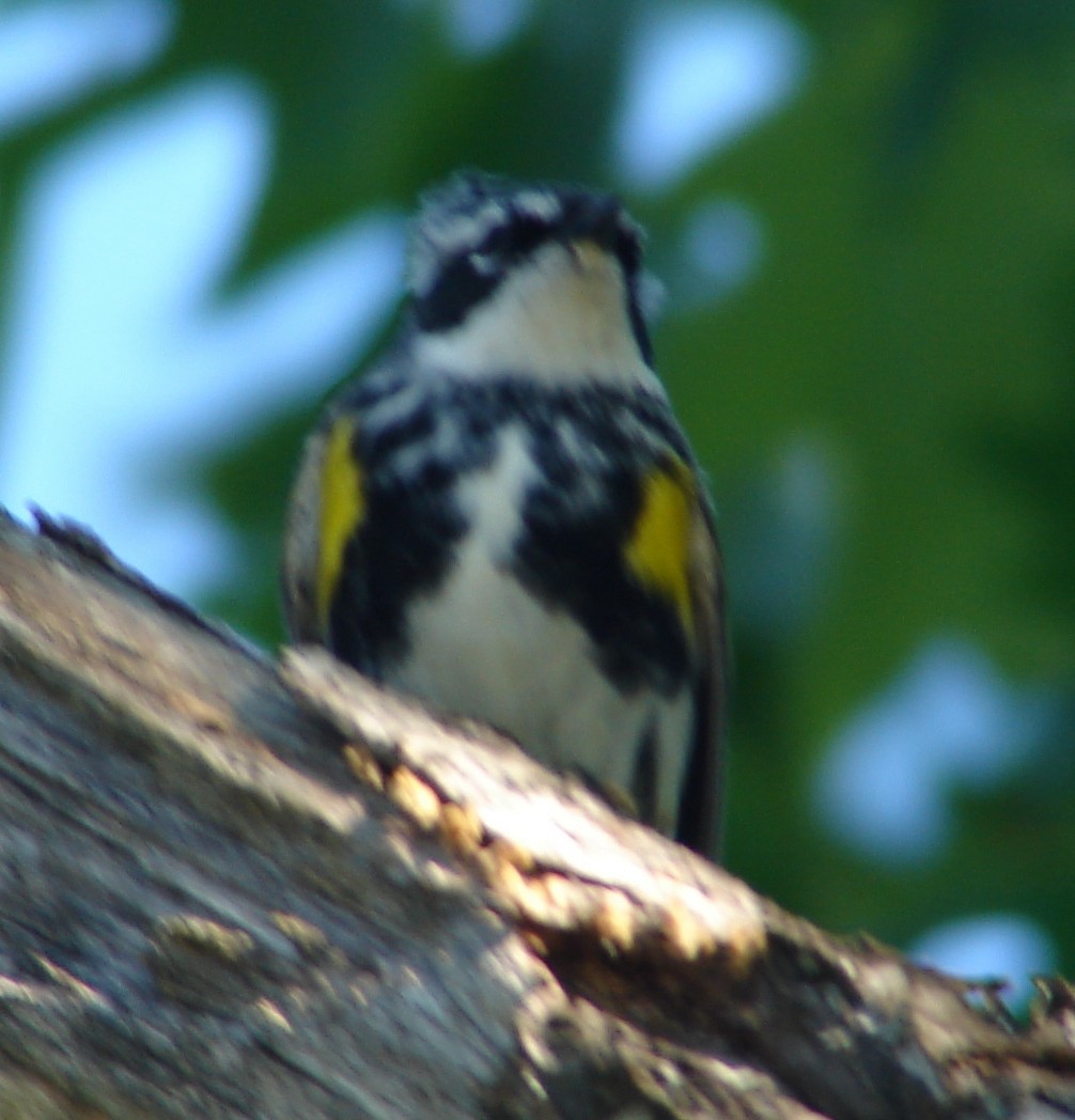 Yellow-rumped Warbler - ML30199021