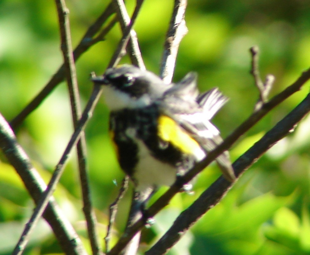 Yellow-rumped Warbler - ML30199031