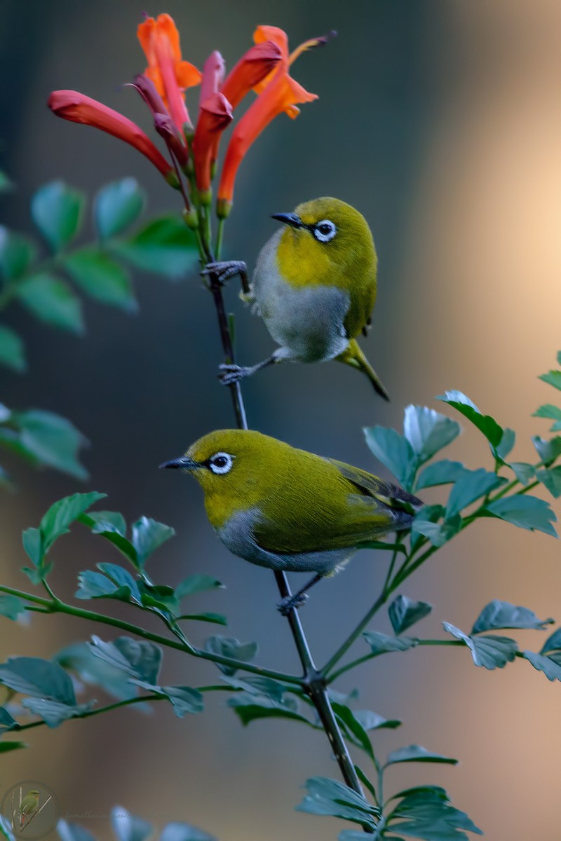 Indian White-eye - ML301990411