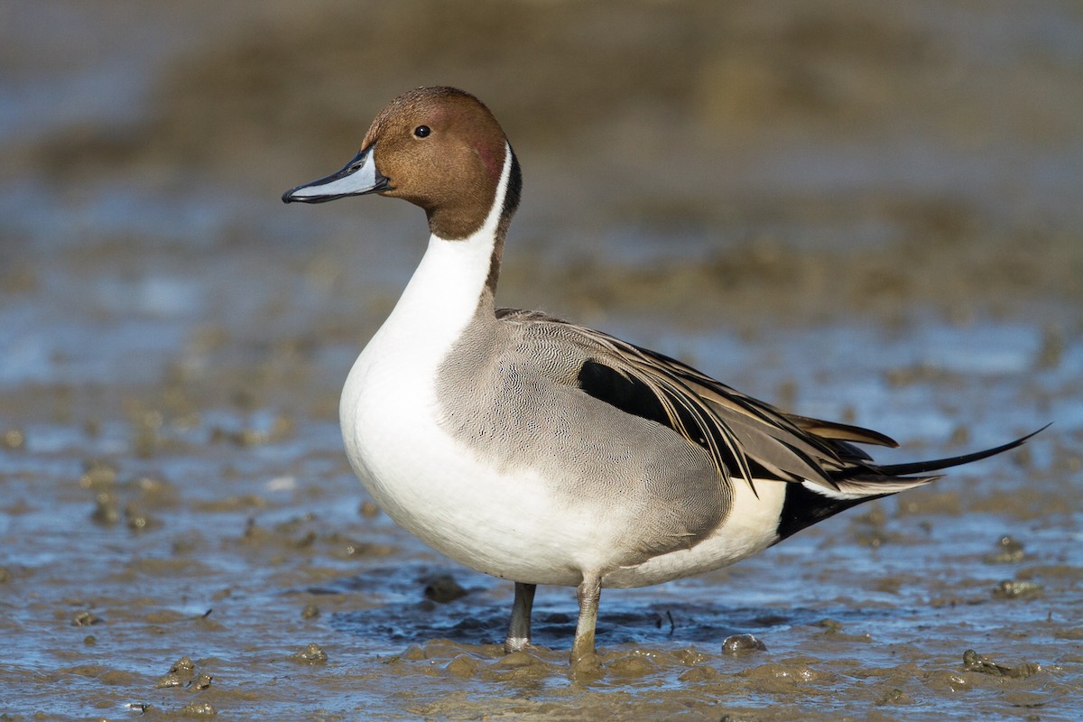 Northern Pintail - ML301990681