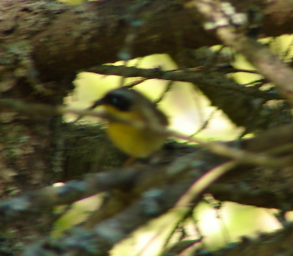 Common Yellowthroat - ML30199071