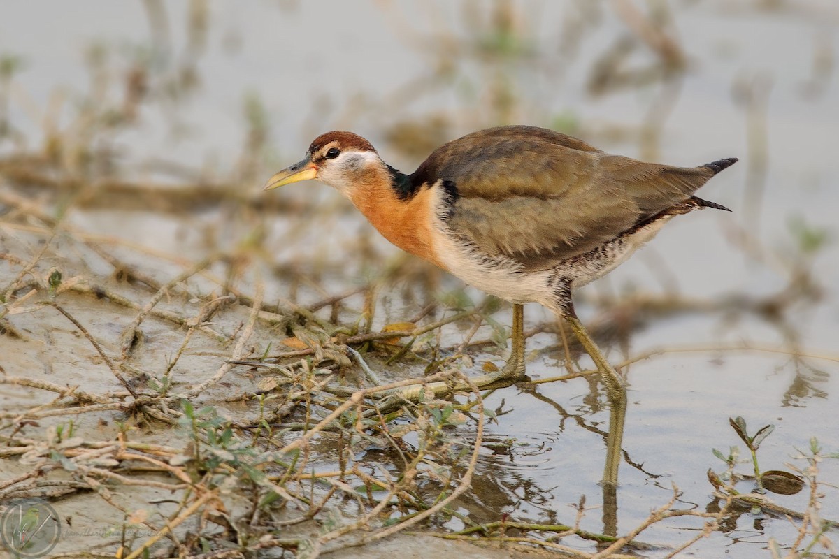 Bronze-winged Jacana - Kamal Hari Menon