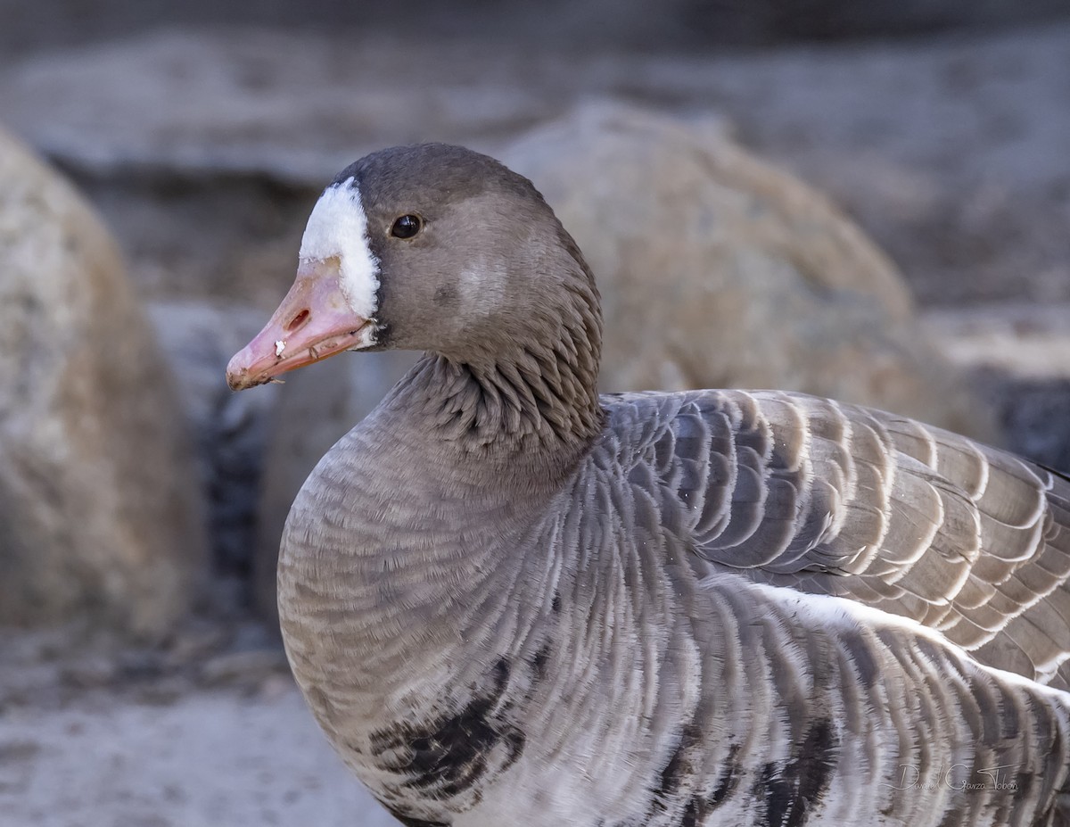 Greater White-fronted Goose - ML301991431