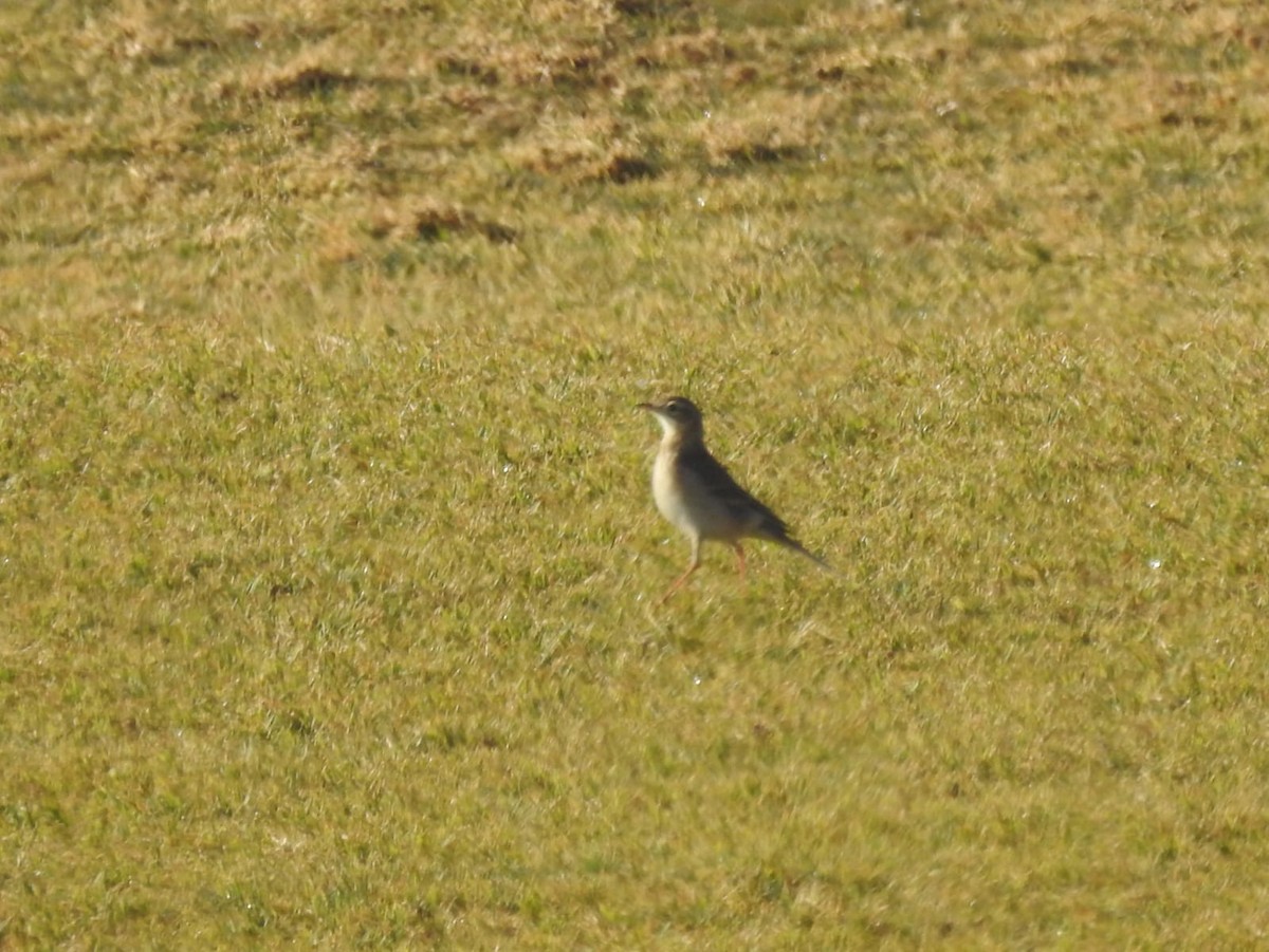 Richard's Pipit - Jose Vicente Navarro San Andrés