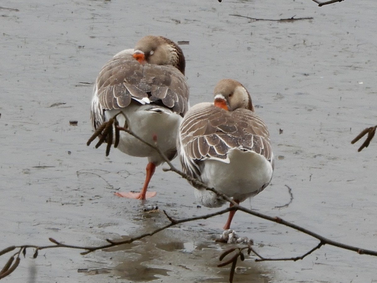 Domestic goose sp. (Domestic type) - ML301992411