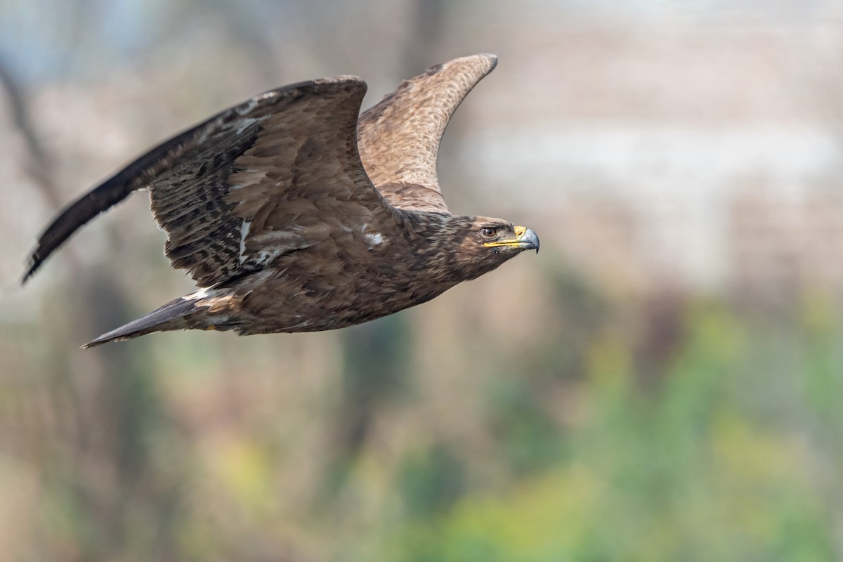 Steppe Eagle - Deepak Budhathoki 🦉