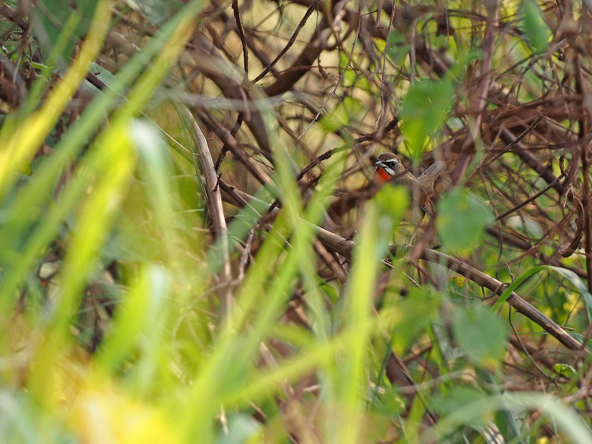 Siberian Rubythroat - James Eaton