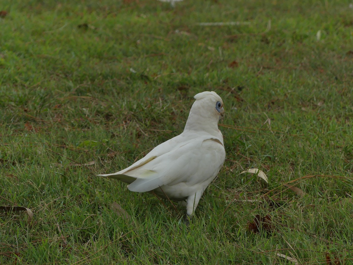 Little Corella - ML301994831