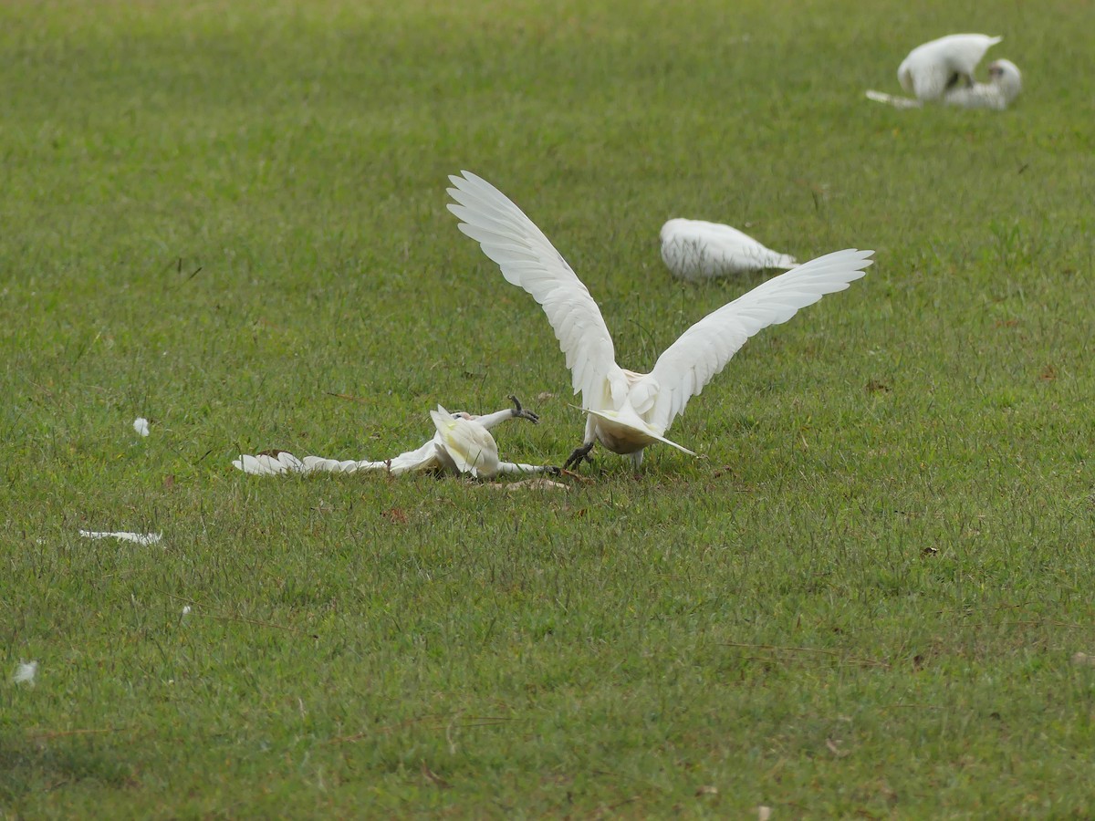 Little Corella - ML301994841