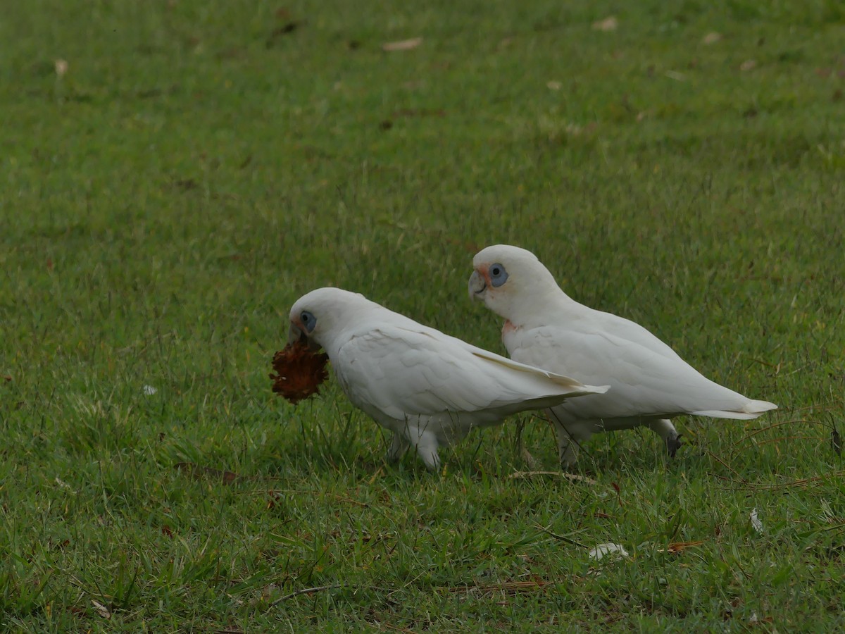 Little Corella - ML301994891