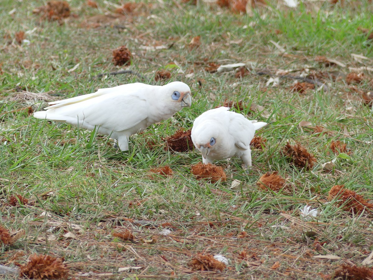 Little Corella - ML301994931