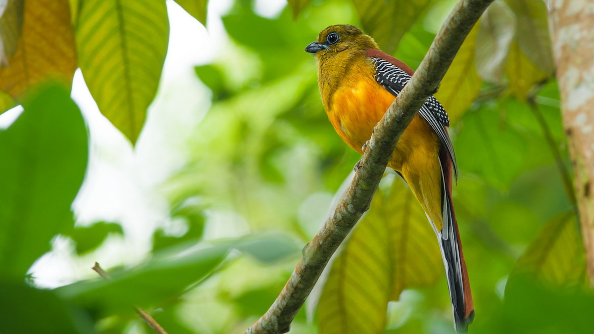 Orange-breasted Trogon - ML301994981