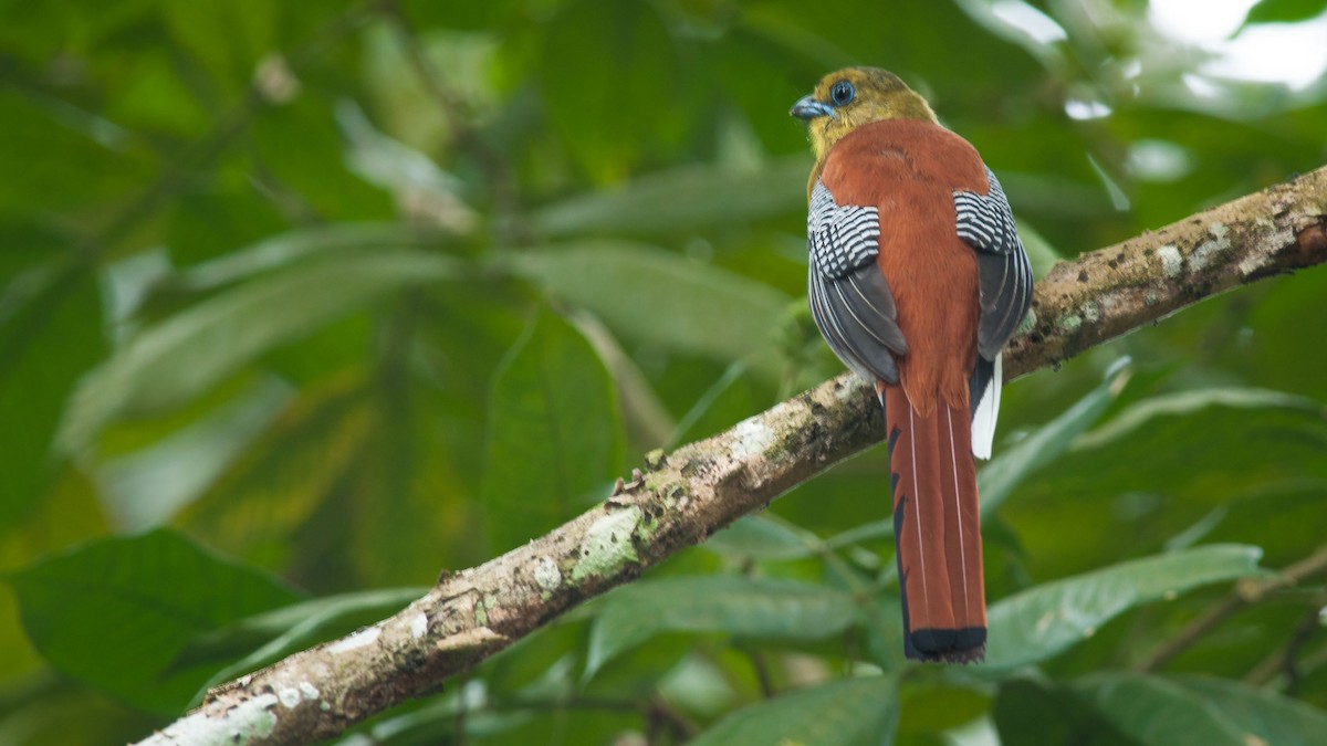 Orange-breasted Trogon - ML301994991