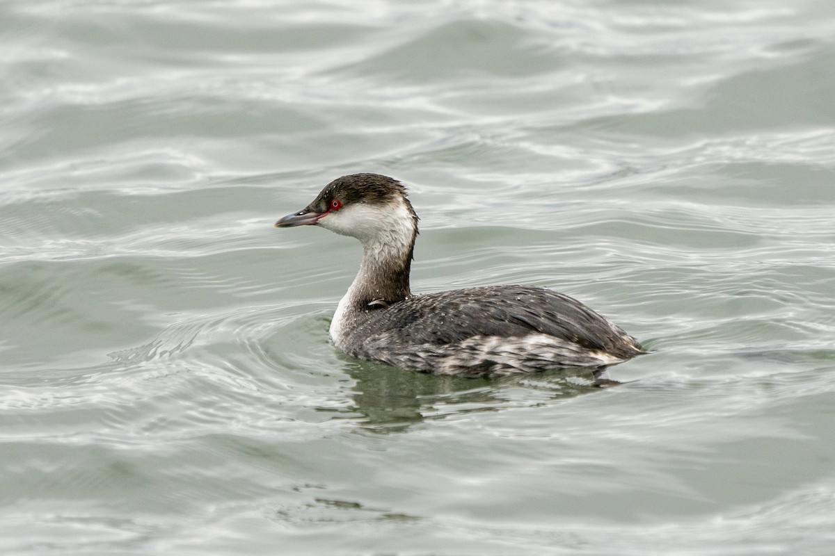 Horned Grebe - Steven Hunter