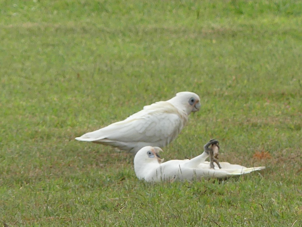 Little Corella - ML301996411