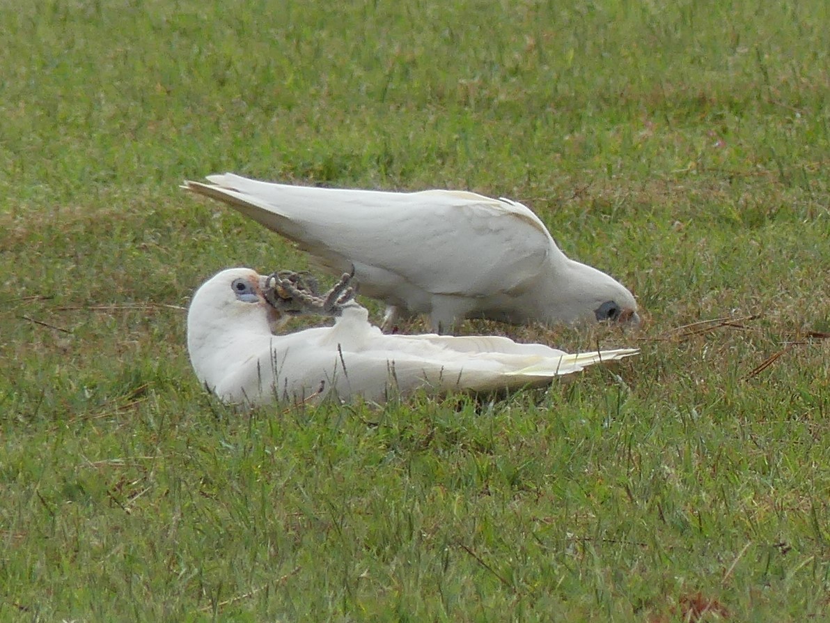 Little Corella - ML301996421