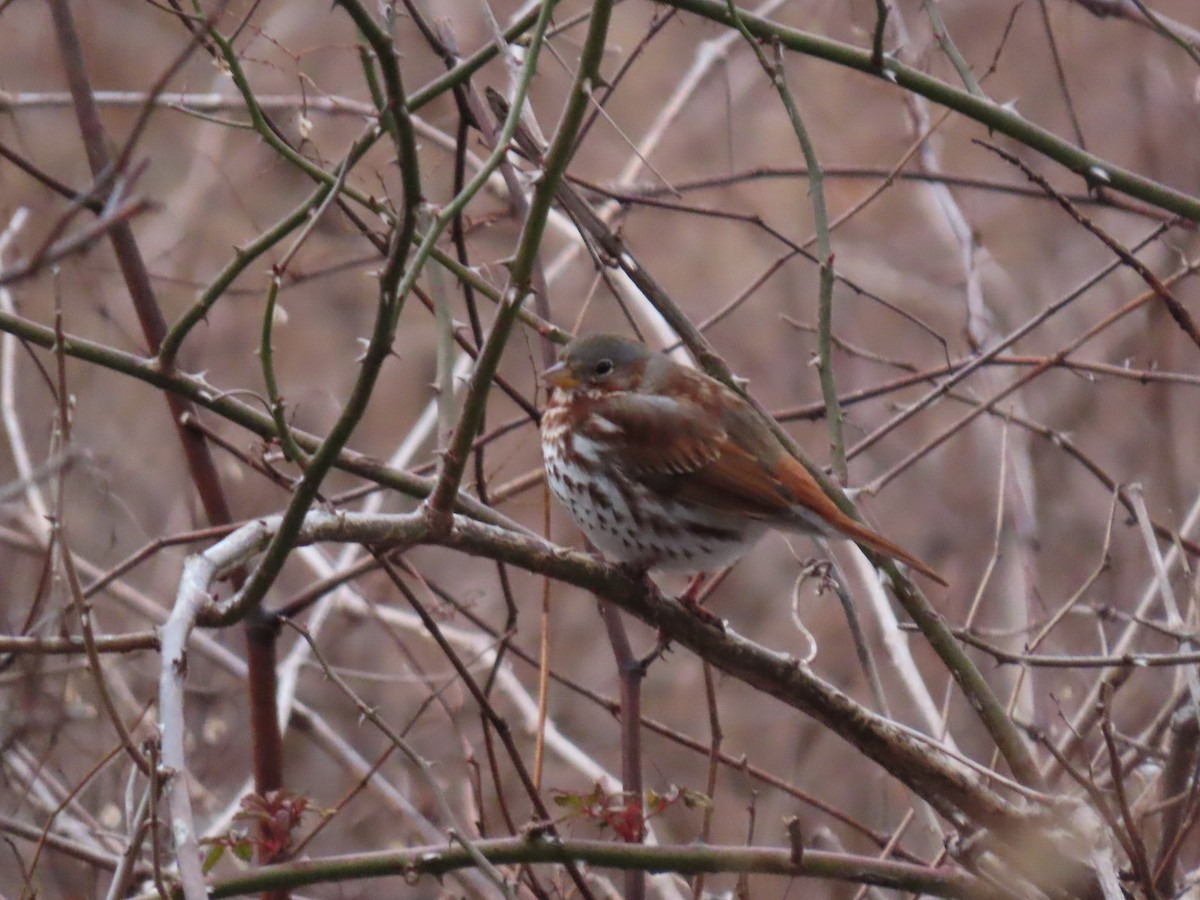 Fox Sparrow - ML301997391