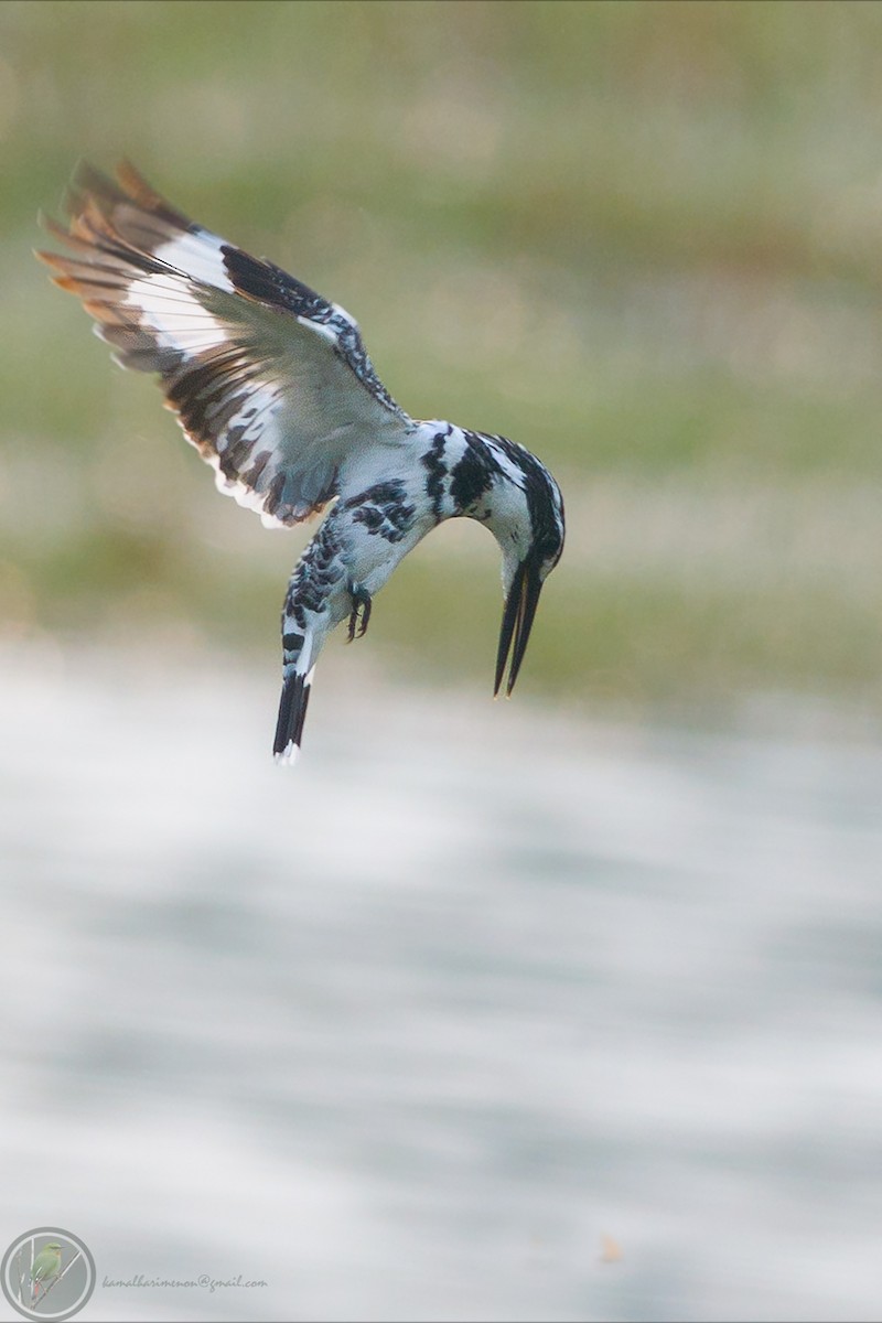 Pied Kingfisher - ML301998601