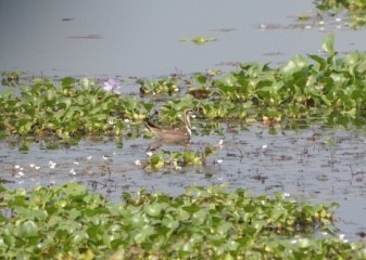 Pheasant-tailed Jacana - ML301998901