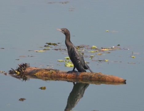 Little Cormorant - S Prasanth Narayanan