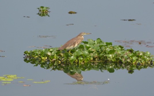 Indian Pond-Heron - S Prasanth Narayanan