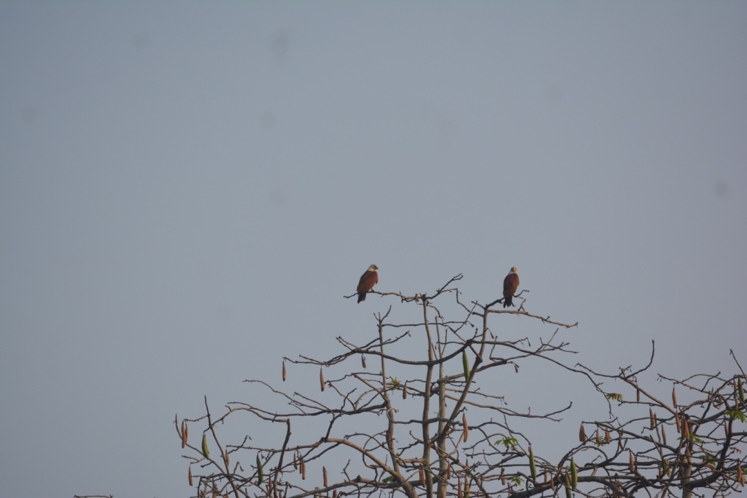 Brahminy Kite - S Prasanth Narayanan