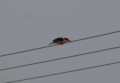 Black-capped Kingfisher - S Prasanth Narayanan