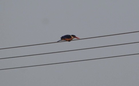 Black-capped Kingfisher - S Prasanth Narayanan