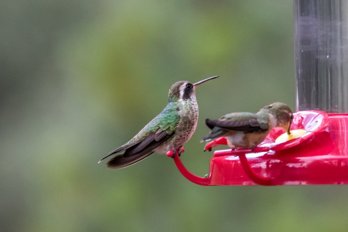 White-eared Hummingbird - ML301999331